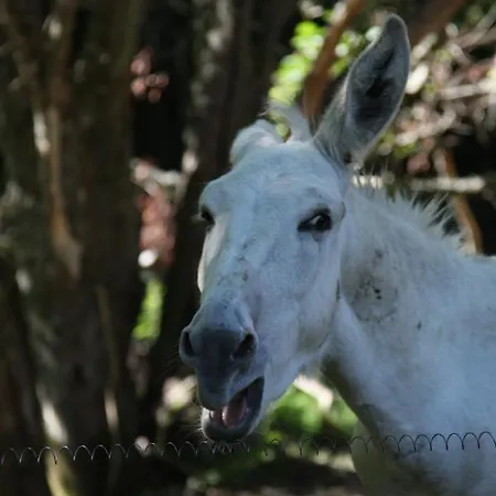 Les Vernieres Sancy Campsite 5*